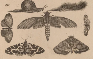 Six insectes, une chenille et un escargot