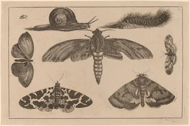 Six Insectes, une Chenille, et un Escargot