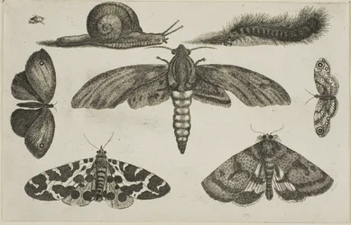 Six insectes, une chenille et un escargot