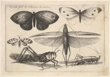 Six insectes