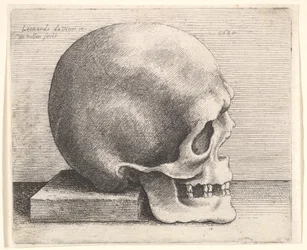 Crâne en profil à droite, 1645