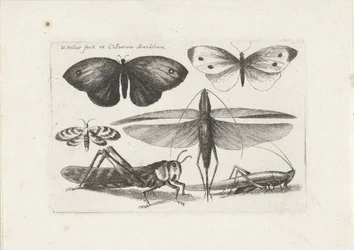 Sauterelles et papillons