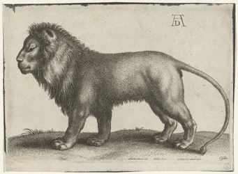 Lion debout