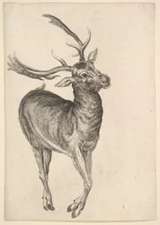 Cerf