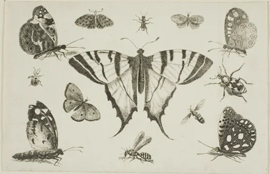 Papillon machaon et douze autres insectes
