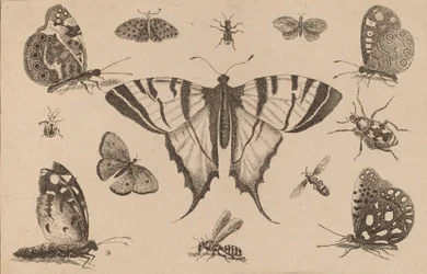 Machaon et douze autres insectes.