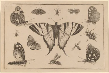 Papillon à queue d