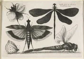 Le Set de Papillons, Un des Douze, 1646