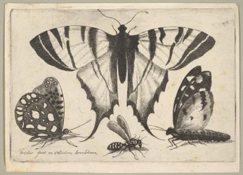 Trois Papillons et une Guêpe, 1646