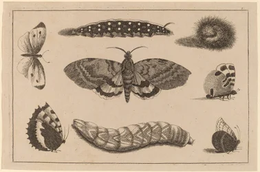 Trois Chenilles, un Papillon de Nuit et Quatre Papillons
