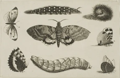 Trois chenilles, un papillon de nuit et quatre papillons