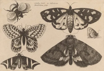 Trois papillons de nuit, deux papillons et un bourdon, 1646