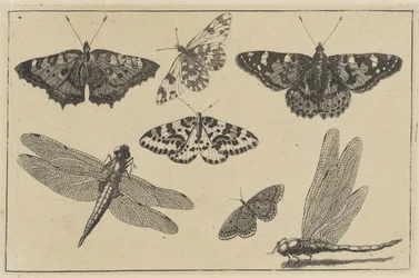 Deux libellules et cinq papillons (série Diversae Insectorum)