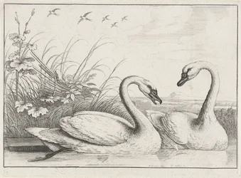 Deux cygnes