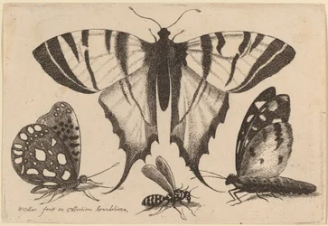 Deux papillons, une guêpe et un papillon de nuit