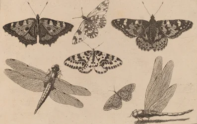 Deux Libellules et Cinq Papillons