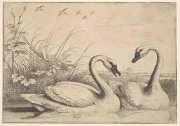 Deux cygnes, 1654-58
