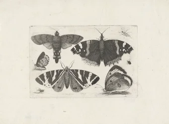 Quatre papillons, une mite, deux coléoptères et une mouche