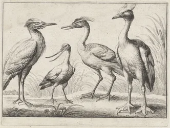 Quatre échassiers