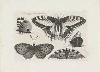 Cinq papillons
