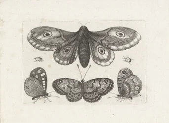 Papillons, scarabées et un papillon de nuit