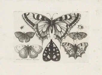 Papillons, scarabées et un papillon de nuit (Insecten, Muscarum Scarabeorum)