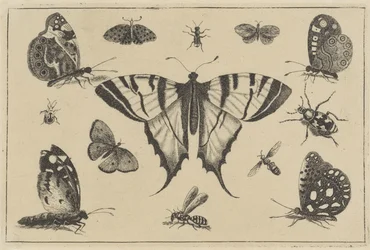 Papillons, guêpe et autres insectes