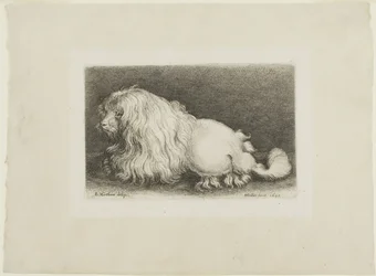 Chien blanc