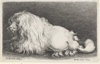 Chien blanc