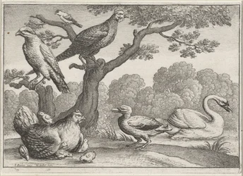 Cygne, poule avec poussins et autres oiseaux