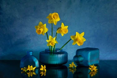 Jonquilles jaunes, vases bleus