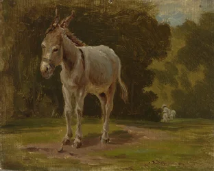 Âne