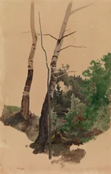 Deux troncs et buissons de bouleau dénudés