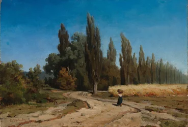 Allée de peupliers