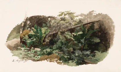 Un sapin tombé sur des fougères ; Une vache (œuvre recto-verso)