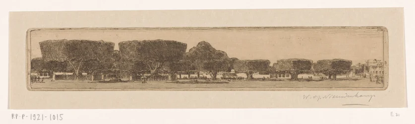 Arbres waringin dans le jardin du palais du sultan à Yogyakarta