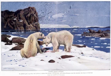 Océan de glace arctique avec deux ours polaires, des morses et des oiseaux (mouettes, alcyons et fous). D