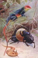 Un Gama, Vipère cornue et Scarabée sacré, illustration de Wildlife of the World, c.1910