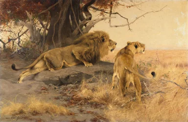 Un lion et une lionne dans la savane