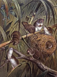 Souris naines africaines