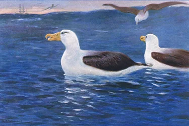 Albatros, illustration de La Faune du Monde, c.1910