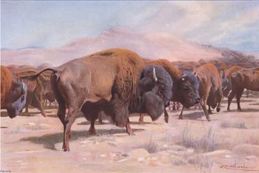 Bison américain, de Wildlife of the World publié par Frederick Warne & Co, vers 1900