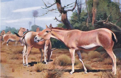 Âne sauvage asiatique, de Wildlife of the World publié par Frederick Warne & Co, vers 1900