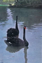 Cygne noir, illustration de La Faune sauvage du monde, vers 1910
