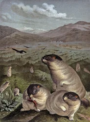 Marmotte Bobak