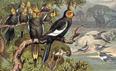 Cacatoès, c.1910 (illustration)