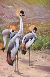 Grue couronnée, illustration de La Faune du Monde, c.1910