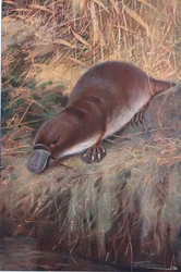 Ornithorynque, illustration de La Faune du Monde, c.1910