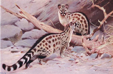 Genette de Dungola, illustration de La Faune du Monde, c.1910