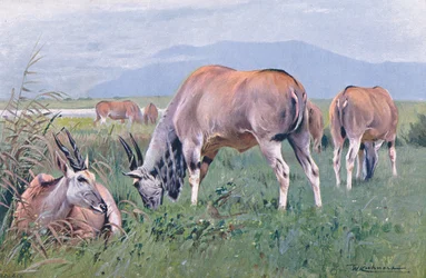 Éland, illustration de La Faune du Monde, c.1910